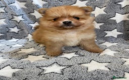 Pomeranian dogs for sale: Beautiful pomeranian Puppies - Image 13