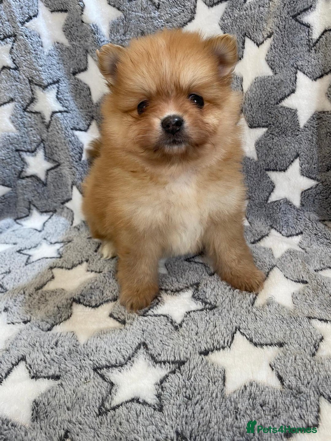 Pomeranian dogs for sale: Beautiful pomeranian Puppies - Image 13