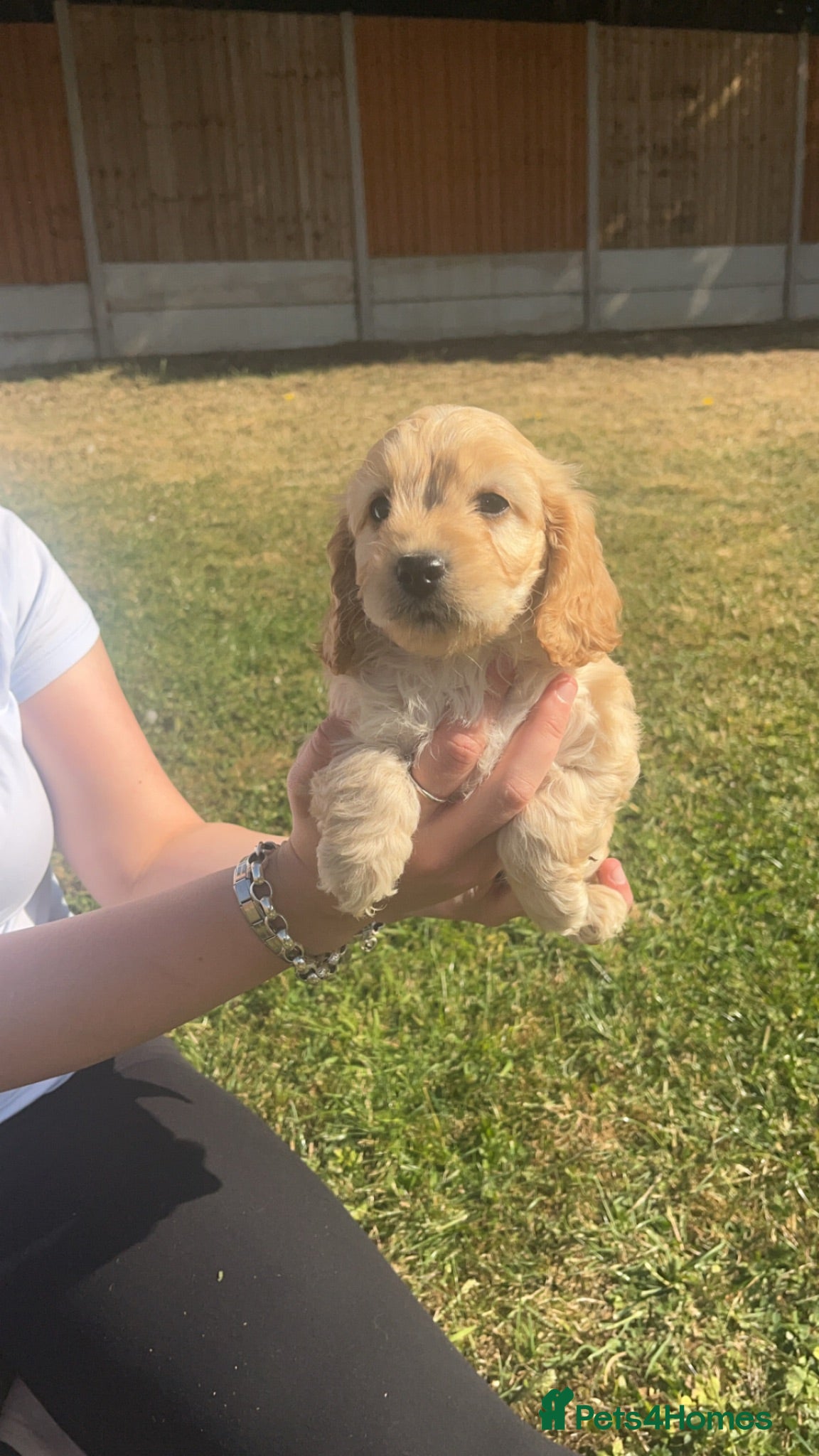 Cockapoo dogs Stunning Cockapoo Puppies ready to go now 🥰 - Advert 2