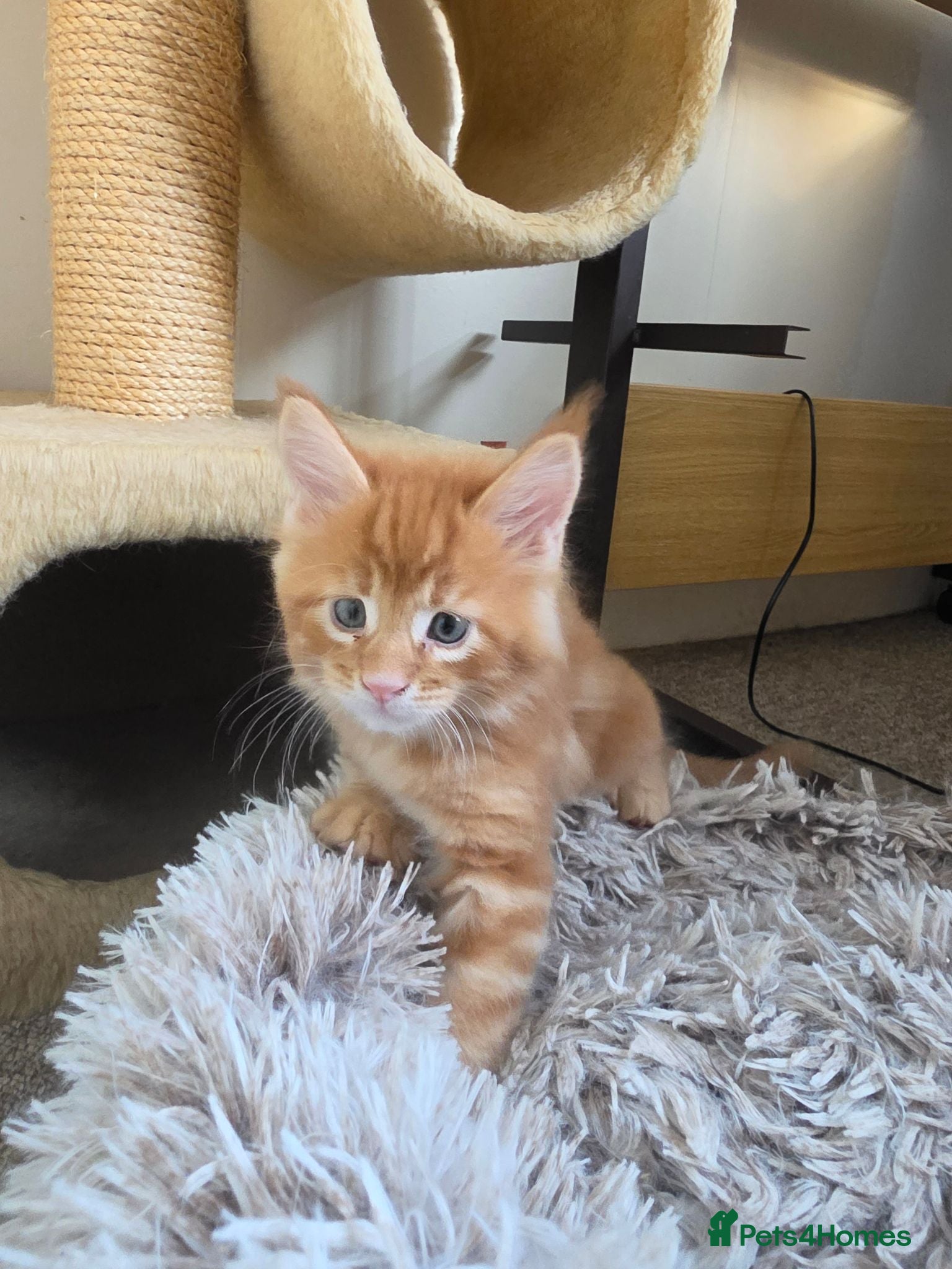 Maine Coon cats Vilma - Advert 2