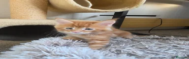 Maine Coon 6