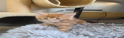 Maine Coon cats for sale: Vilma - Advert 2