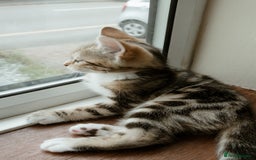 Mixed Breed cats for sale: Last Half Bengal Girl - Image 2