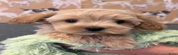 Maltipoo dogs for sale: F1 Maltipoo’s READY NOW - Advert 6