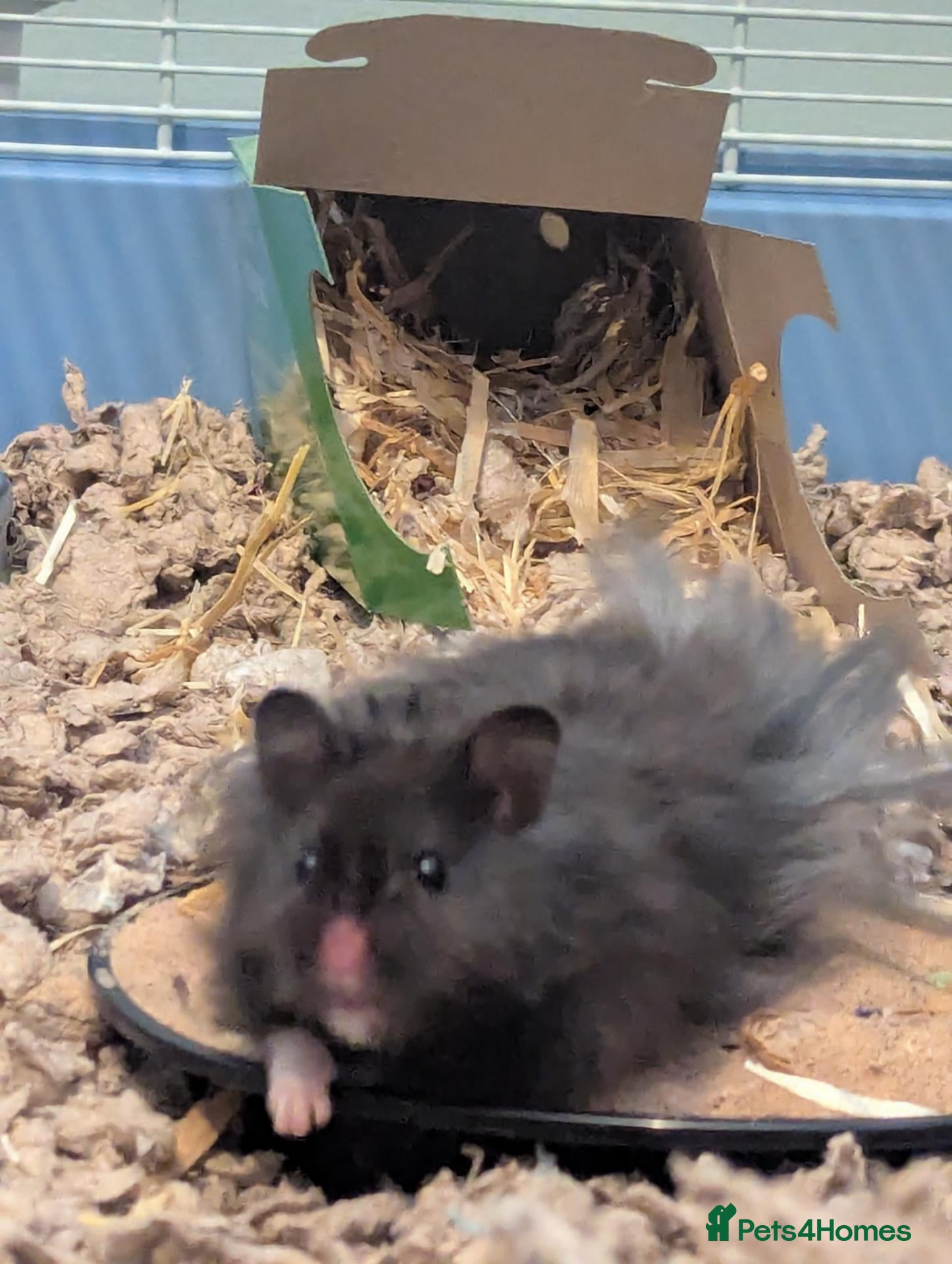 Hamster rodents Male Syrian hamster - Advert 1