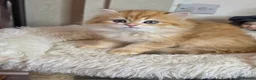 British Longhair cats for sale: British Longhair Kittens – Champion Lines - Advert 6