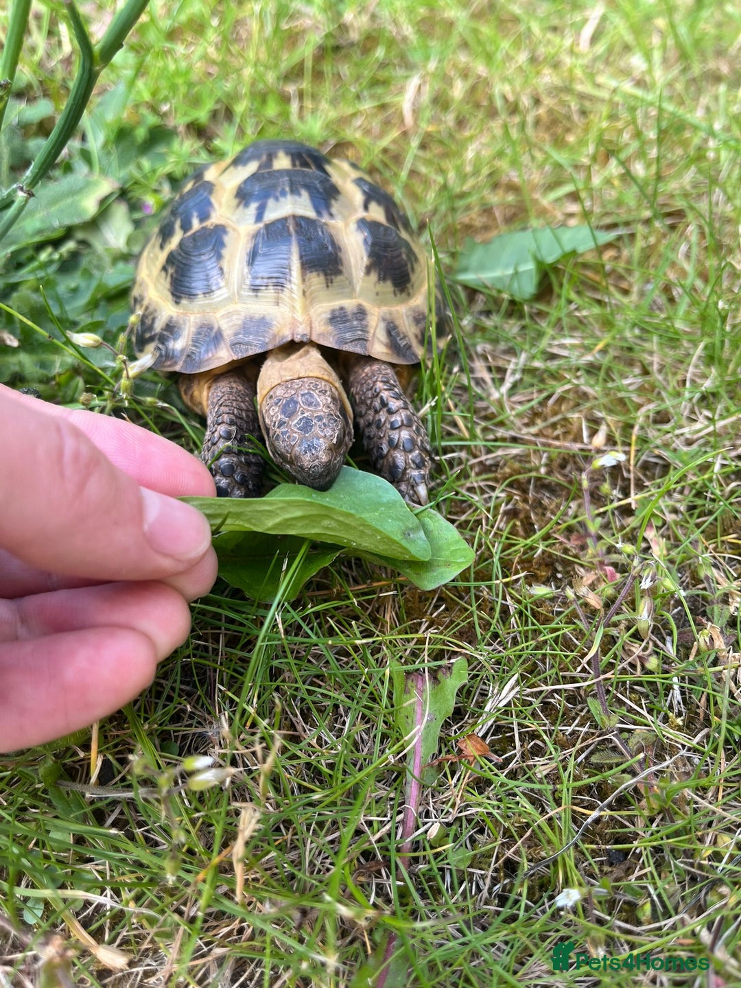 Tortoise reptiles for sale: 2x horsfields and full setup to go to right home - Image 2