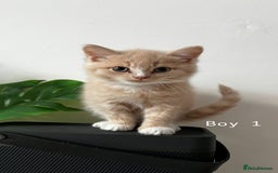 Mixed Breed cats for sale: [READY NOW] British Shorthair x Mainecoon - Image 9