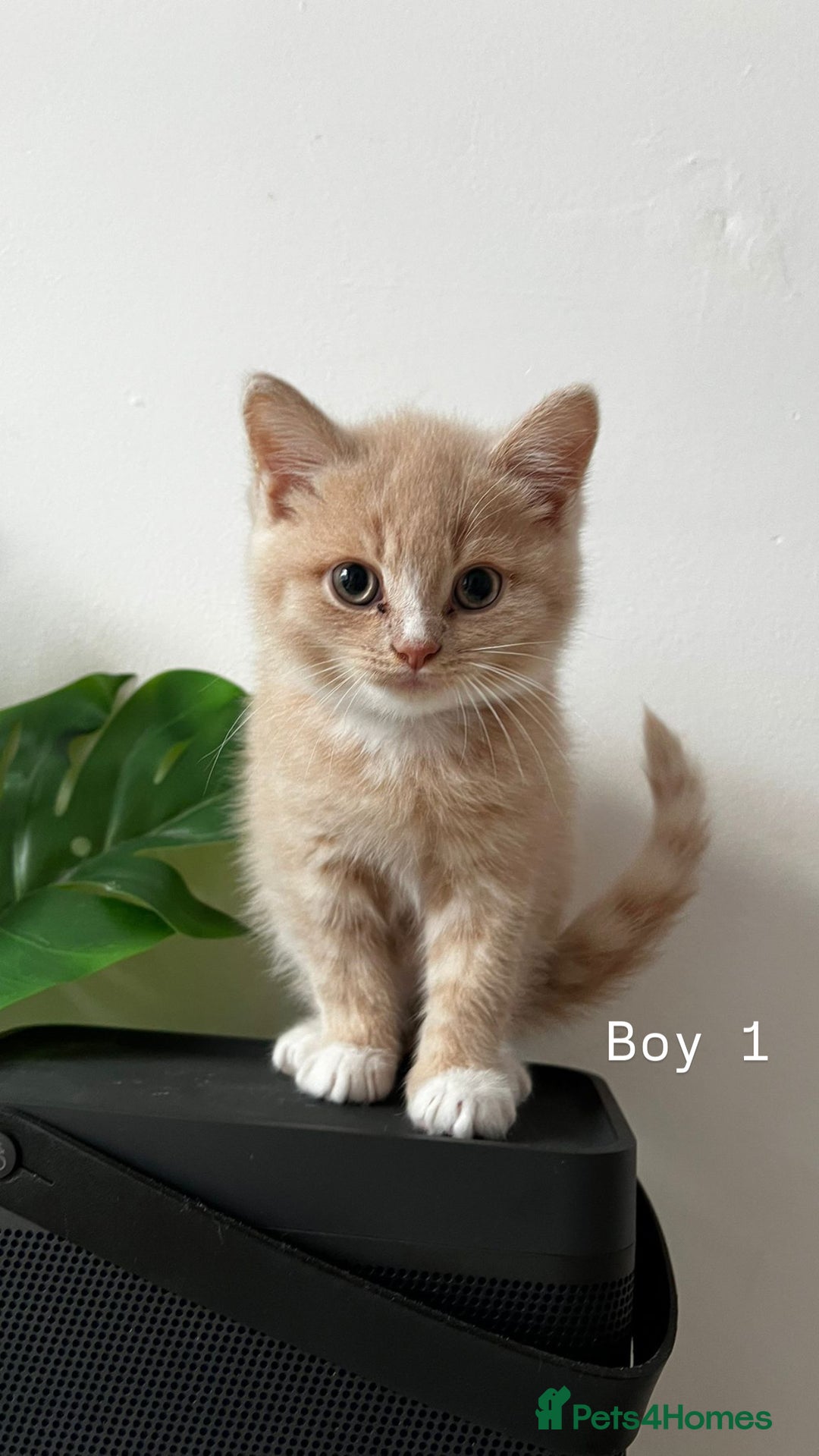 Mixed Breed cats for sale: [READY NOW] British Shorthair x Mainecoon - Image 9