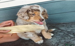 Australian Shepherd dogs for sale: Sweet Australian Shepherd dog - Image 3