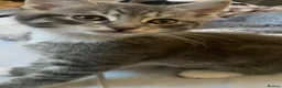 British Shorthair cats for sale: British short hair x rag doll tiked tabby  - Advert 5
