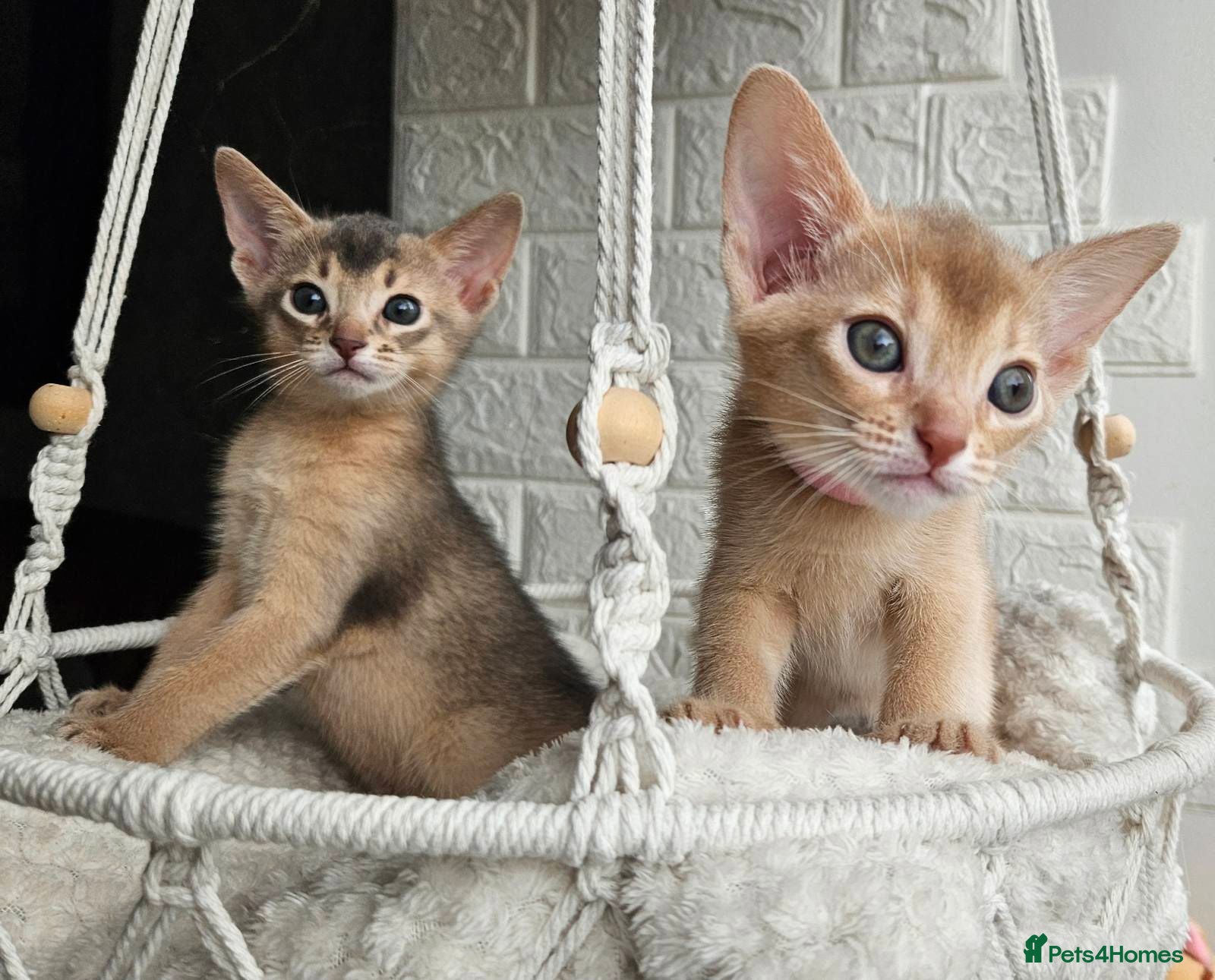 Abyssinian cats Beautiful Abyssinian Kittens  - Advert 1