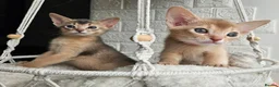 Abyssinian cats for sale: Beautiful Abyssinian Kittens  - Advert 3