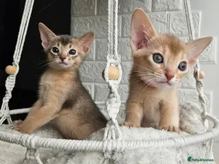 Abyssinian cats Beautiful Abyssinian Kittens - Advert 1