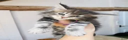 Maine Coon cats for sale: Stunning pedigree Maine coon kittens TICA  - Advert 32