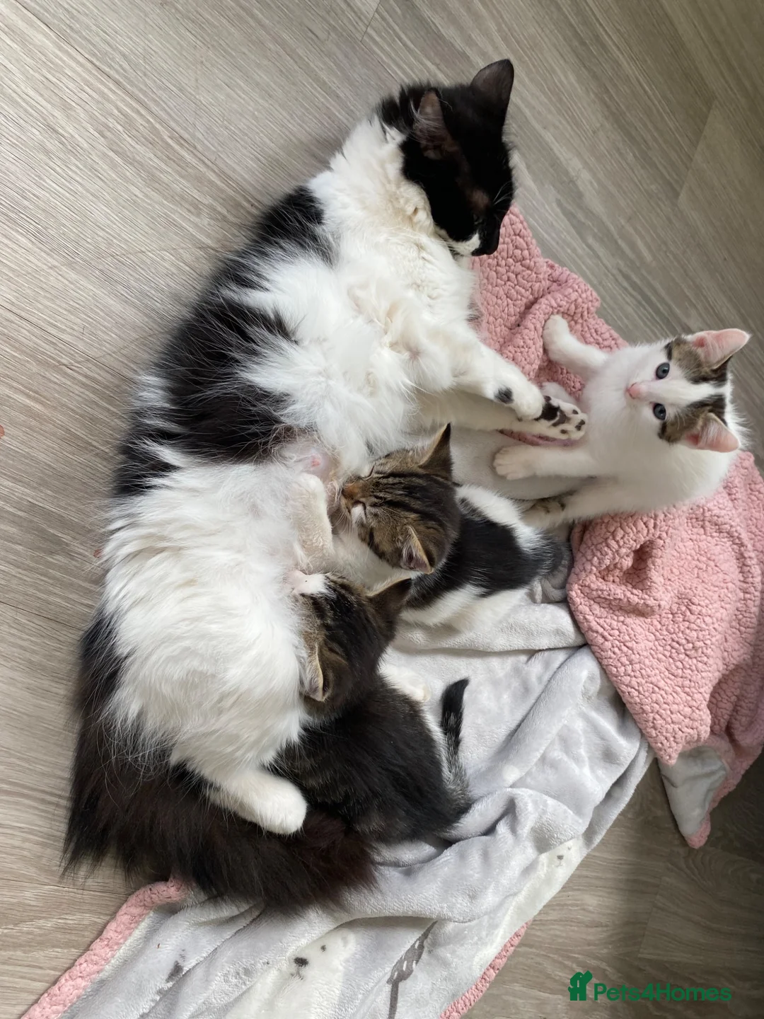 Mixed Breed cats for sale: Beautiful, friendly kittens looking for new home - Advert 1