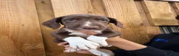 Mixed Breed dogs for sale: Bedlington whippet x springer spaniel puppys - Advert 23