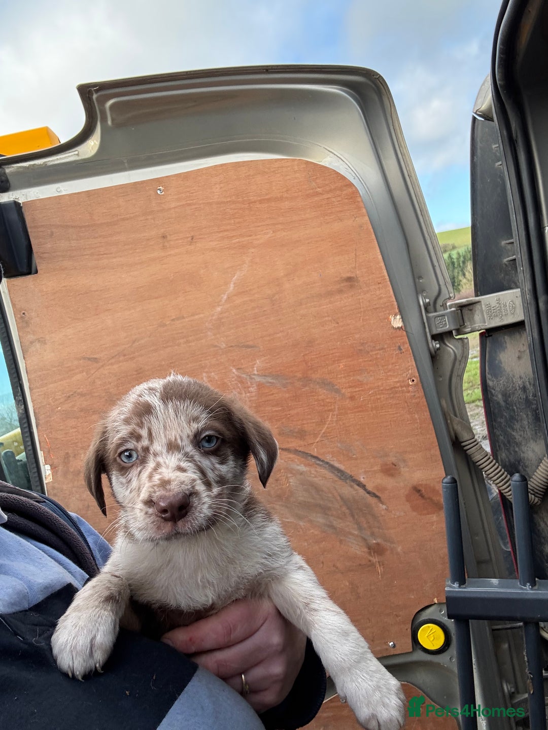 Mixed Breed dogs for sale: 🔥 collie x Labrador pups 🔥 - Advert 8