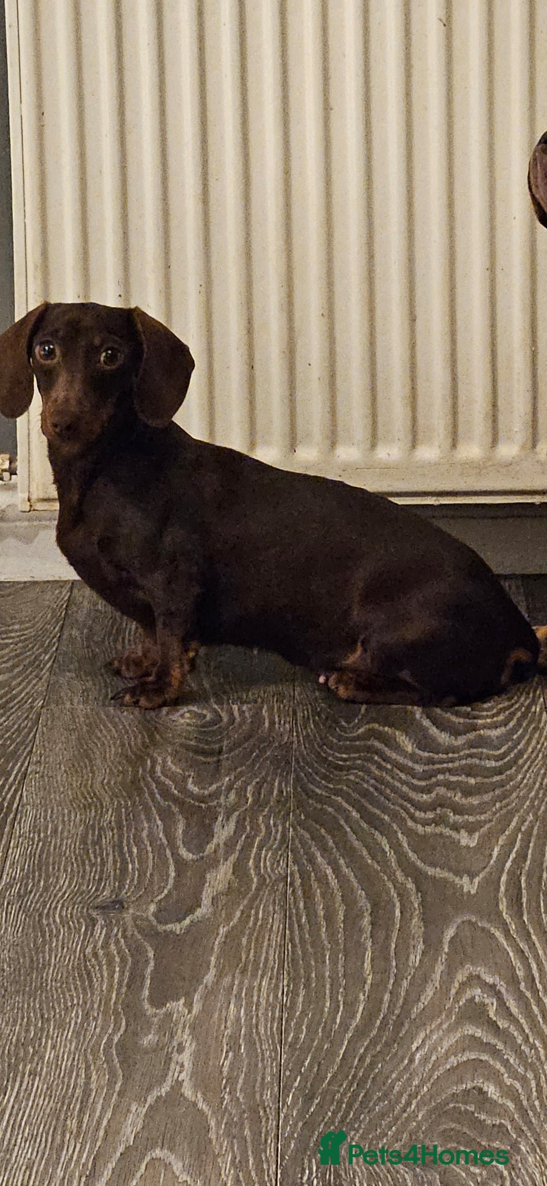 Miniature Dachshund dogs for sale: Kc miniature-dachshund pups - Image 9