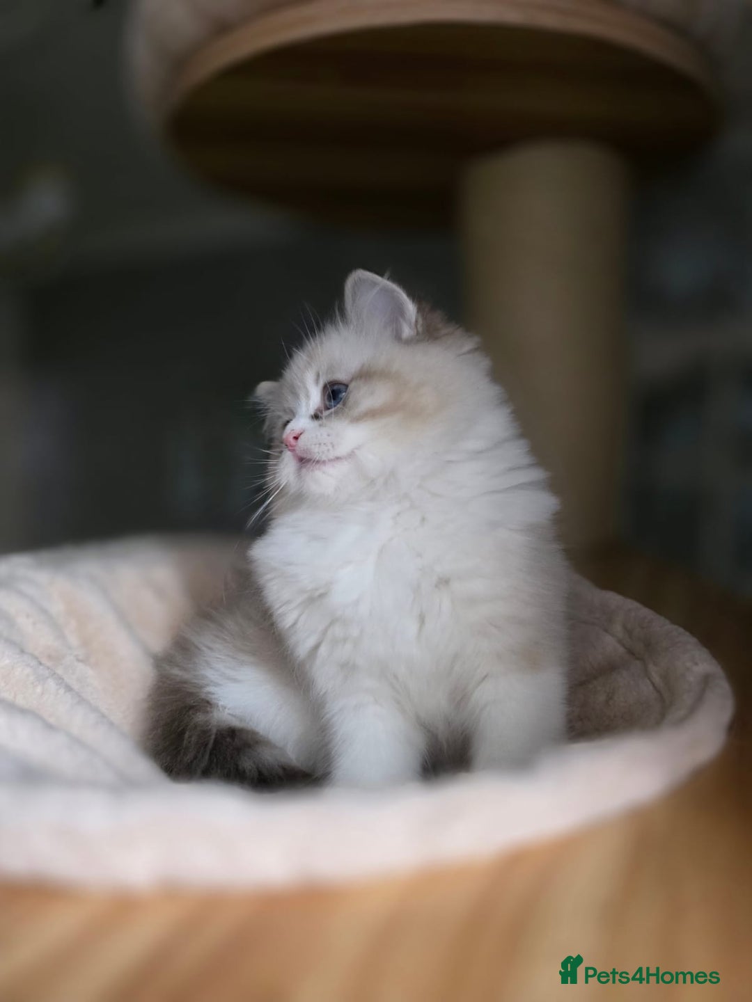 Ragdoll cats for sale: 🩷Amazing European Grand Champion lines🏆🥇 TICA💙 - Advert 25