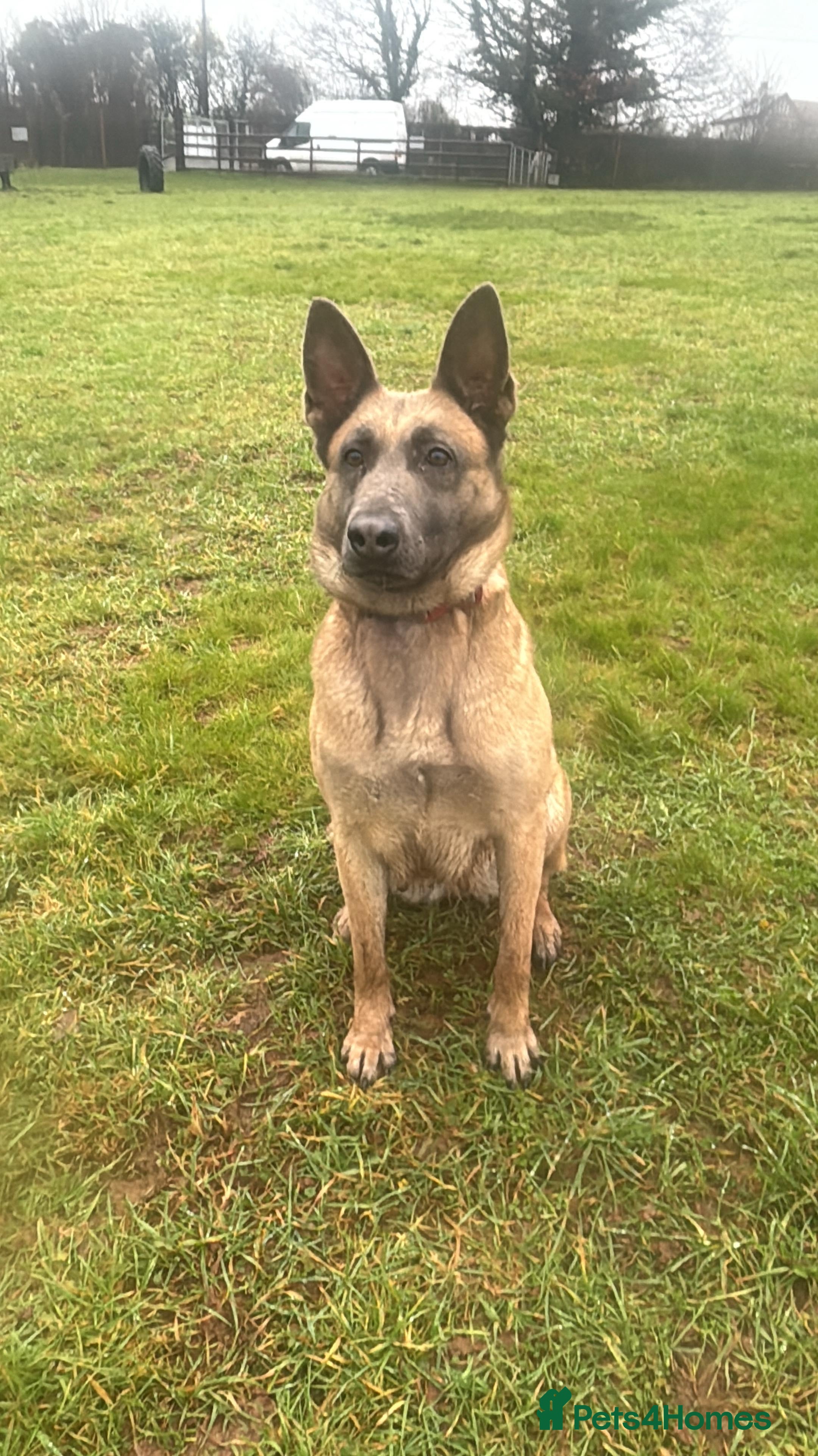 Belgian Shepherd Dog dogs Beautiful blue malinois looking for new home.  - Advert 9