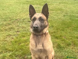 Belgian Shepherd Dog dogs Beautiful blue malinois looking for new home. - Advert 8