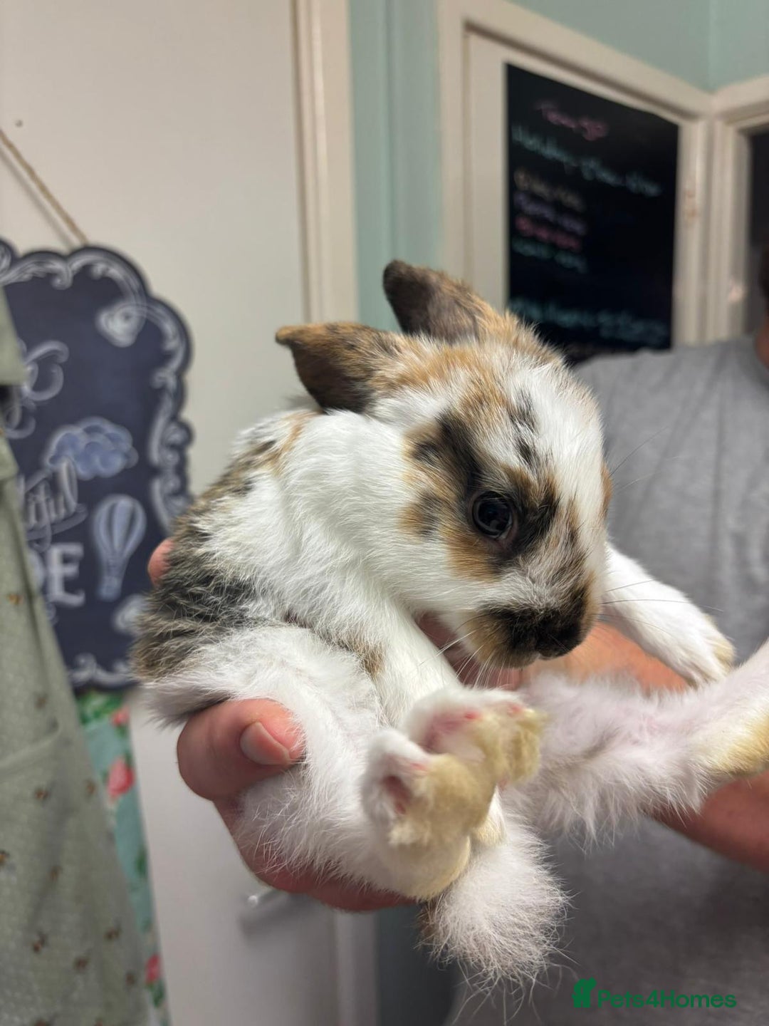 Mixed Breed rabbits for sale: 4 baby rabbits  - Image 11