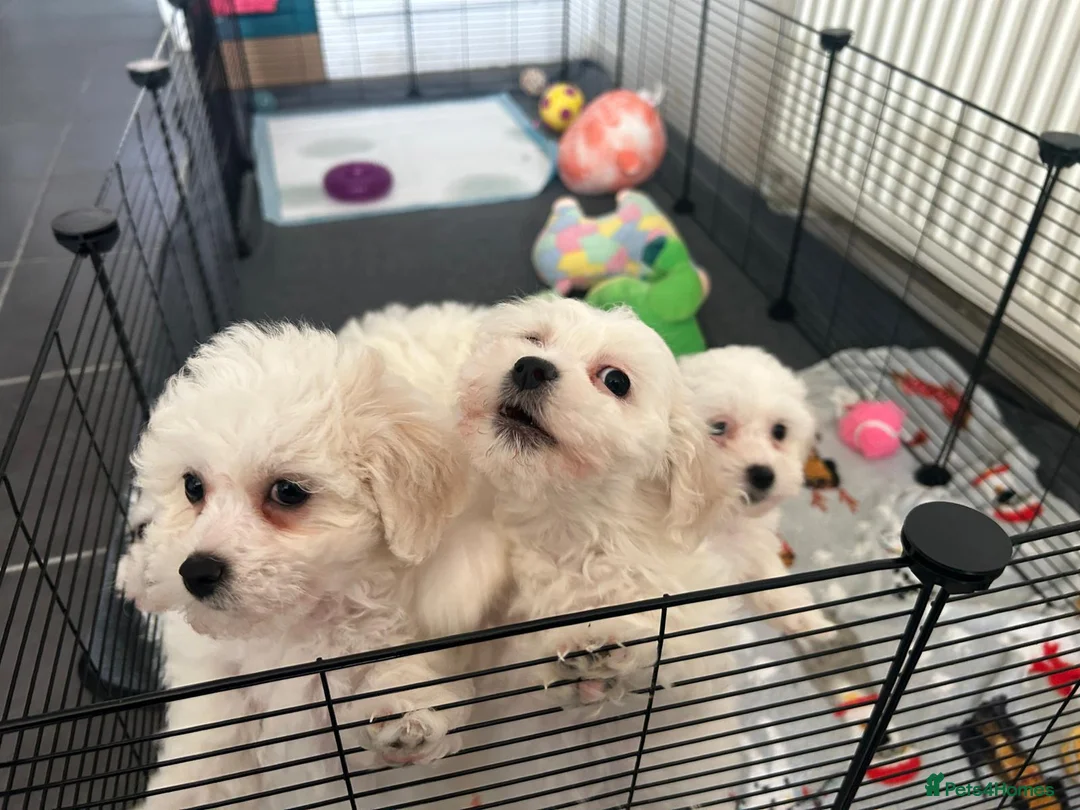 Bichon Frise dogs for sale: Bichon frise - Advert 8