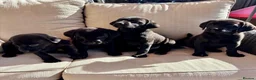 Labrador Retriever dogs for sale: Labrador Retriever Puppies - Advert 5