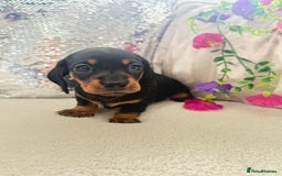 Miniature Dachshund dogs for sale: Miniature dachshunds - Image 9