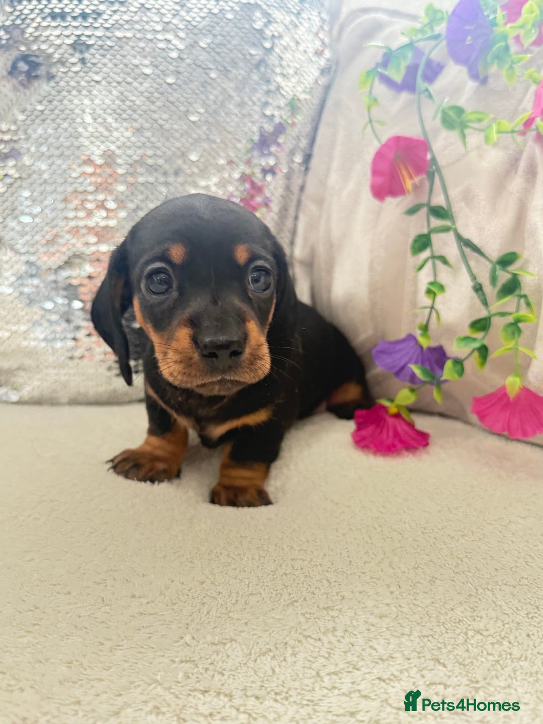 Miniature Dachshund dogs for sale: Miniature dachshunds - Image 9