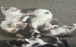 Mixed Breed cats for sale: 🐾 6 Kittens Looking for Forever Homes! 🐾 - Image 1