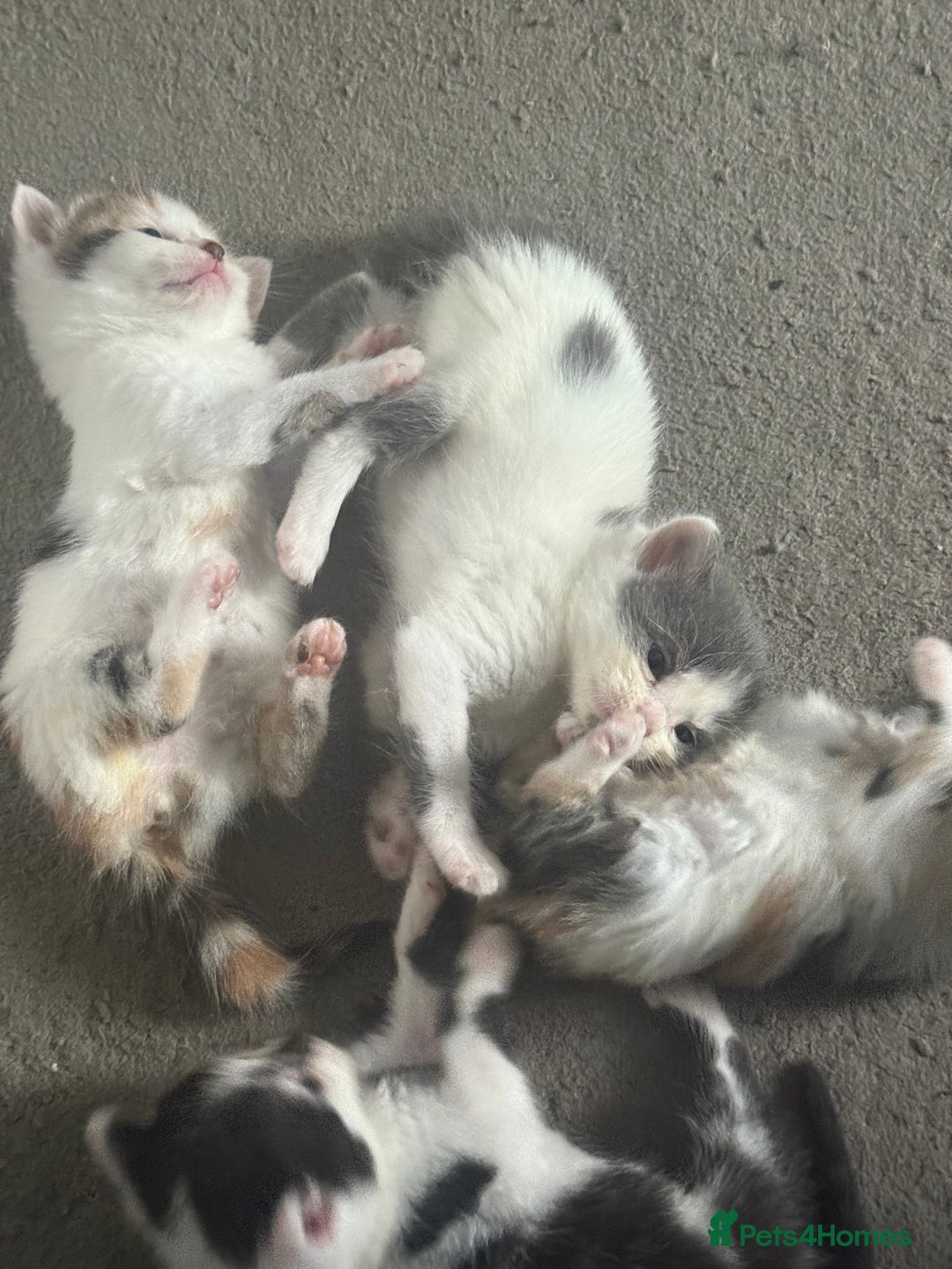 Mixed Breed cats for sale: 🐾 6 Kittens Looking for Forever Homes! 🐾 - Image 1