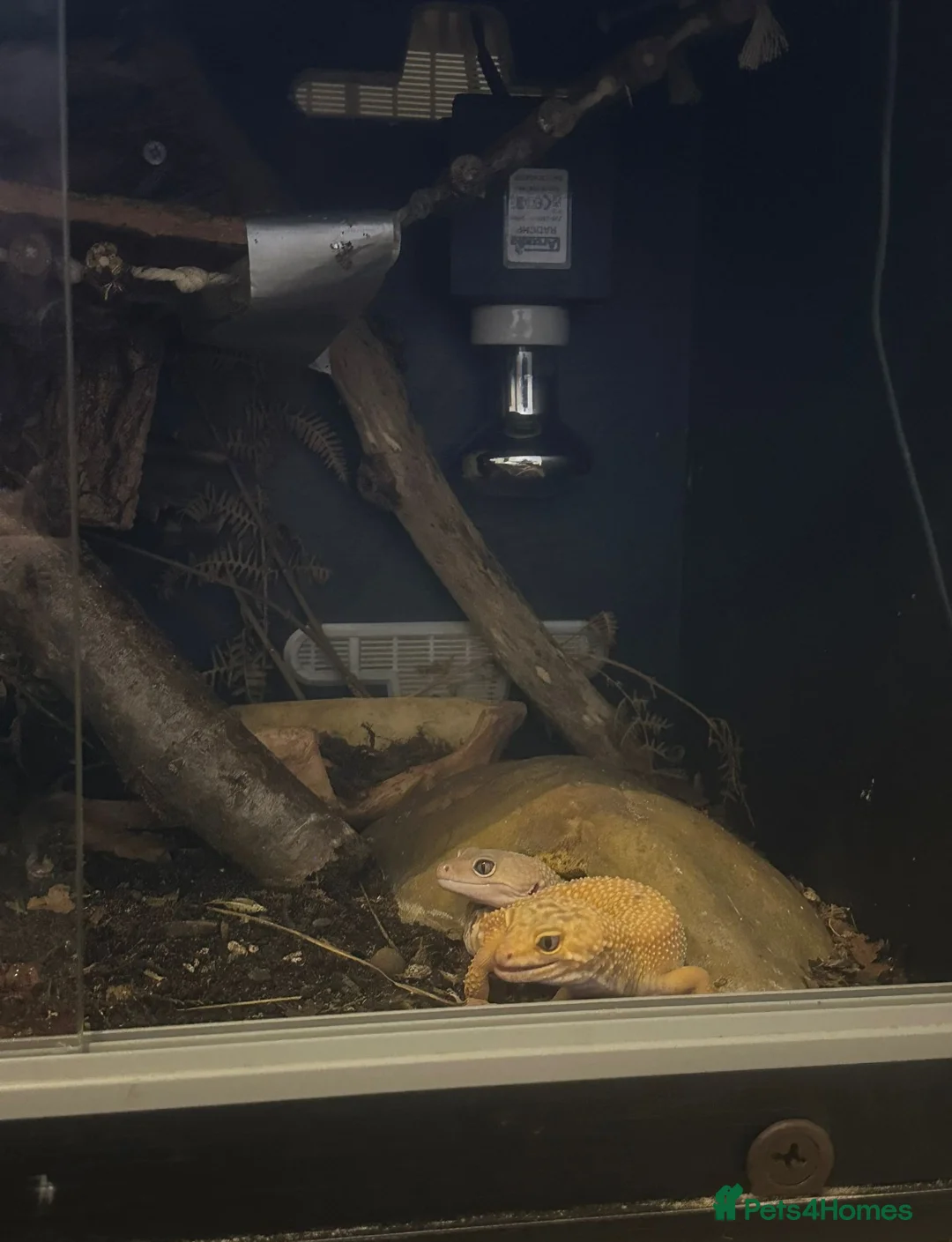 Leopard Gecko reptiles for sale: 🦎 Leopard Gecko - Advert 2