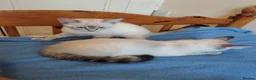 Mixed Breed cats for sale:  1 girl left lynx point - BLUE eyed ragdoll mix - Advert 12