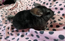 Chinchilla rodents for sale: Male Chinchilla  - Image 7