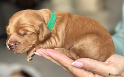 Cockapoo dogs for sale: Stunning F2 DNA health tested Cockapoo puppies  - Image 9