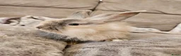 Mini Lion Lop rabbits for sale: Mini lion lop doe  - Advert 7