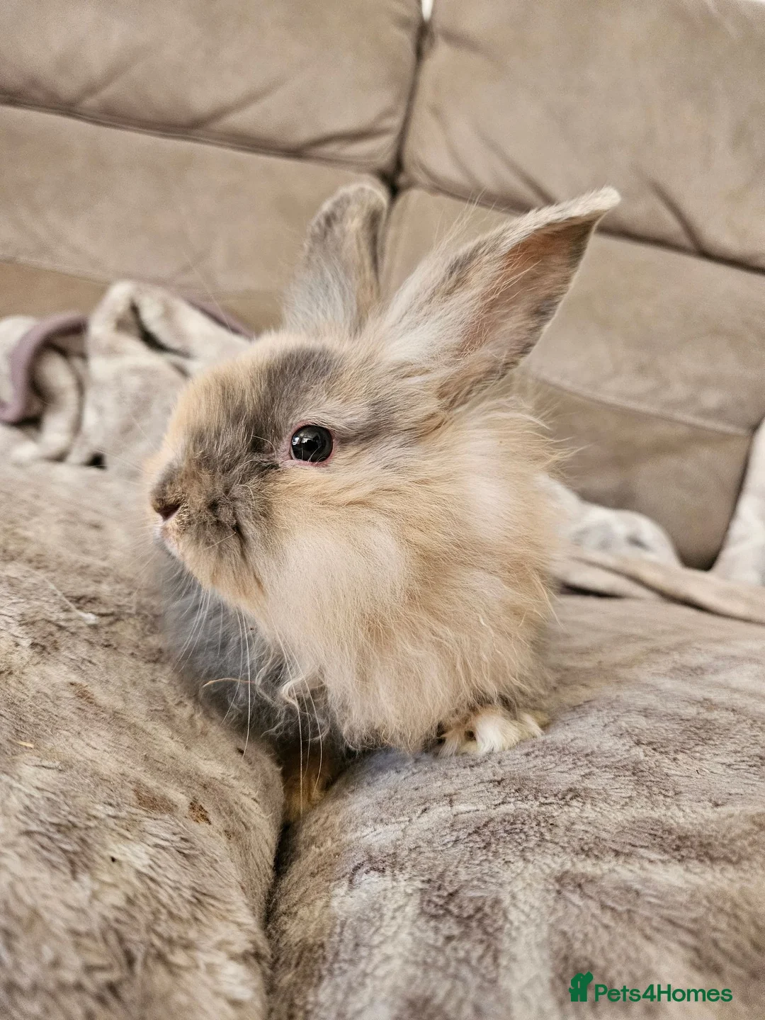 Mini Lion Lop rabbits for sale: Mini lion lop doe  - Advert 7