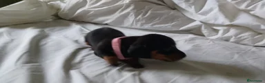 Dachshund 3