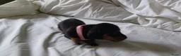 Dachshund dogs for sale: Ms Donna carnie - Advert 2