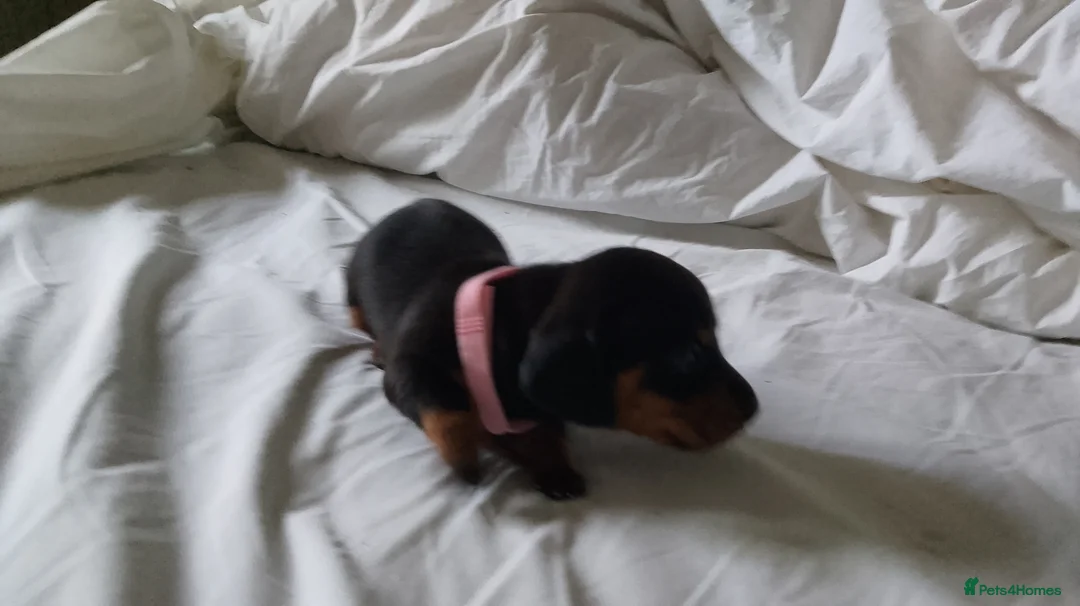 Dachshund dogs for sale: Ms Donna carnie - Advert 2