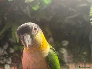 Parrots birds - Advert 1