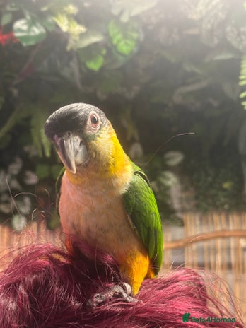 Parrots birds - Advert 1