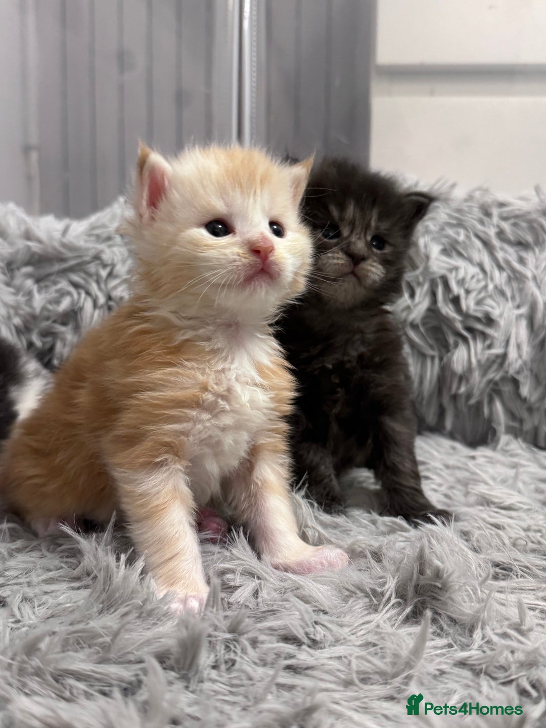 Maine Coon cats for sale: 🌟🌟Beautiful  Maine Coon kittens 🌟🌟🌟 - Advert 2