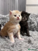 Maine Coon cats 🌟🌟Beautiful Maine Coon kittens 🌟🌟🌟 - Advert 11