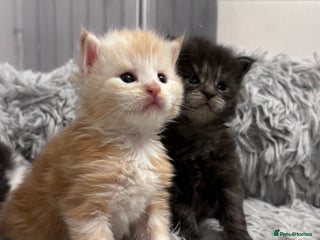 Maine Coon cats 🌟🌟Beautiful Maine Coon kittens 🌟🌟🌟 - Advert 1