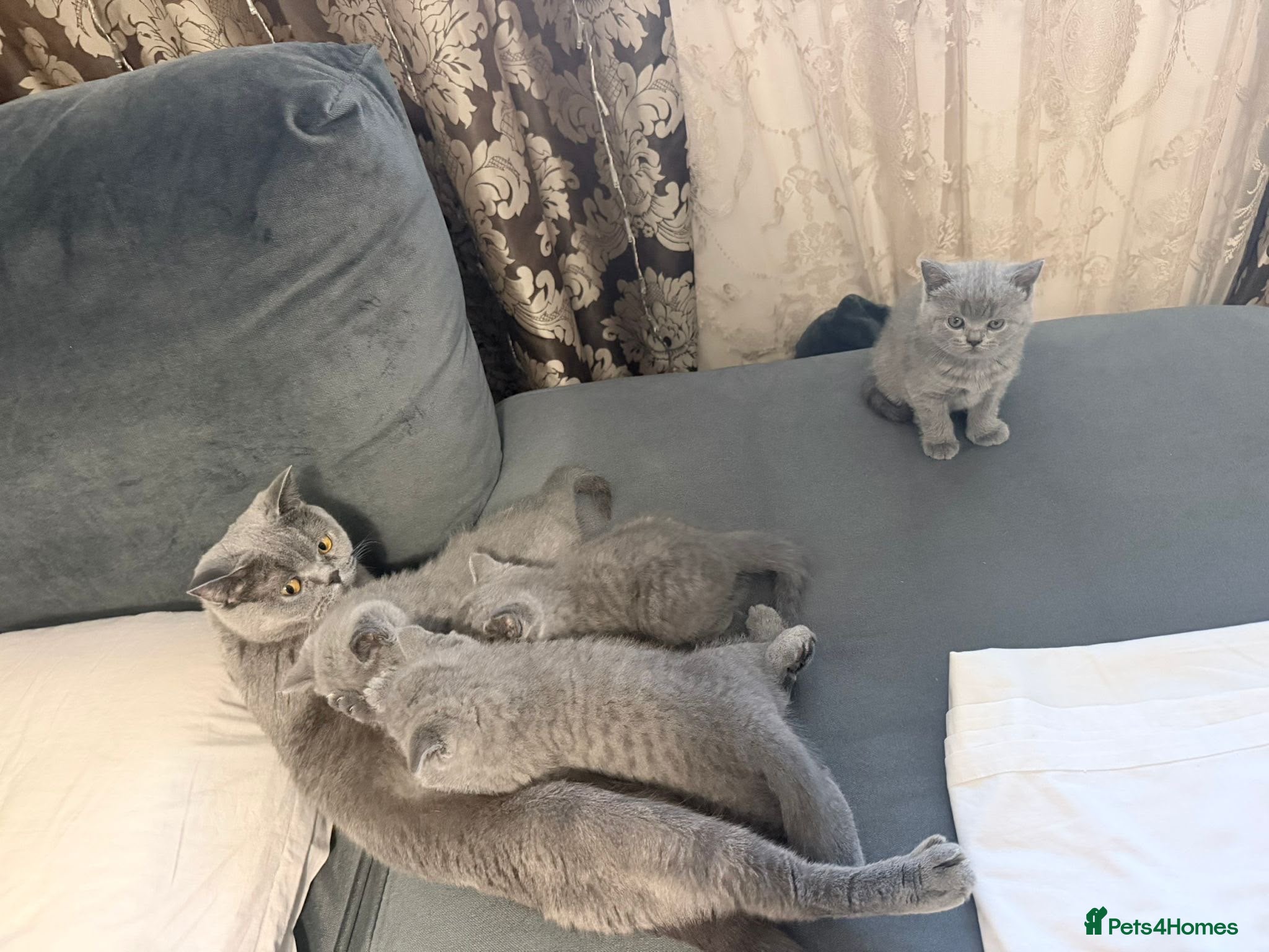 British Shorthair cats Beautiful Blue British Shorthair Kittens Ready Now - Advert 2