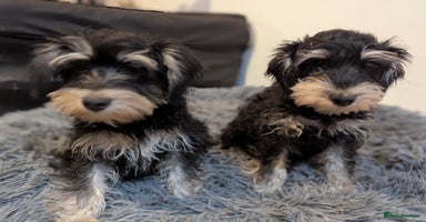Miniature Schnauzer dogs - Advert 9