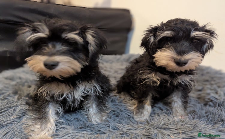 Miniature Schnauzer dogs - Advert 1